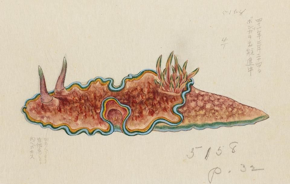 A vintage scientific illustration of a reddish-brown sea slug with a vibrant blue outline, annotated with Japanese characters and Western script.