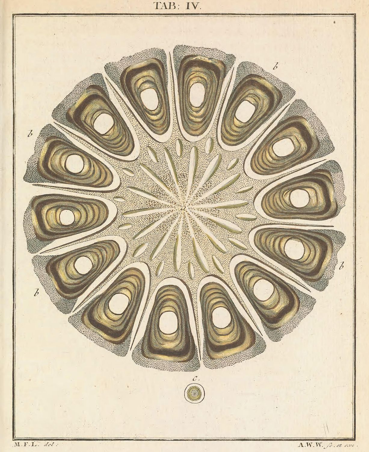 Vintage botanical illustration of a plant stem cross-section with labeled vascular bundles and internal structures.