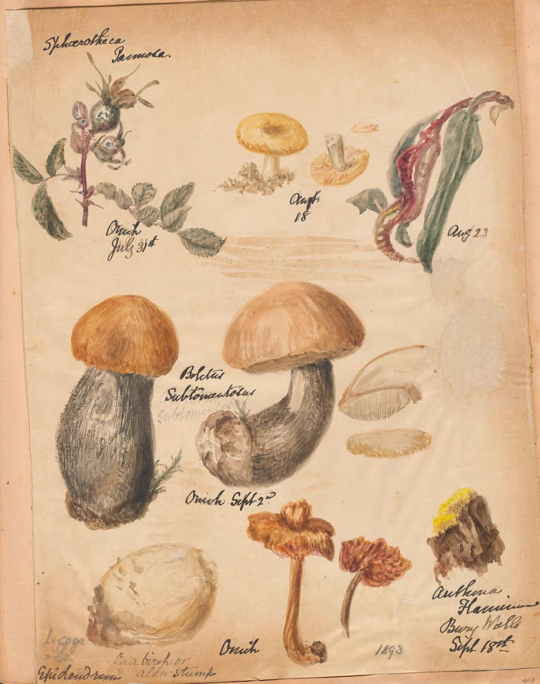 A vintage botanical illustration on a yellowed page featuring detailed drawings of various fungi and plants, with handwritten labels and dates.