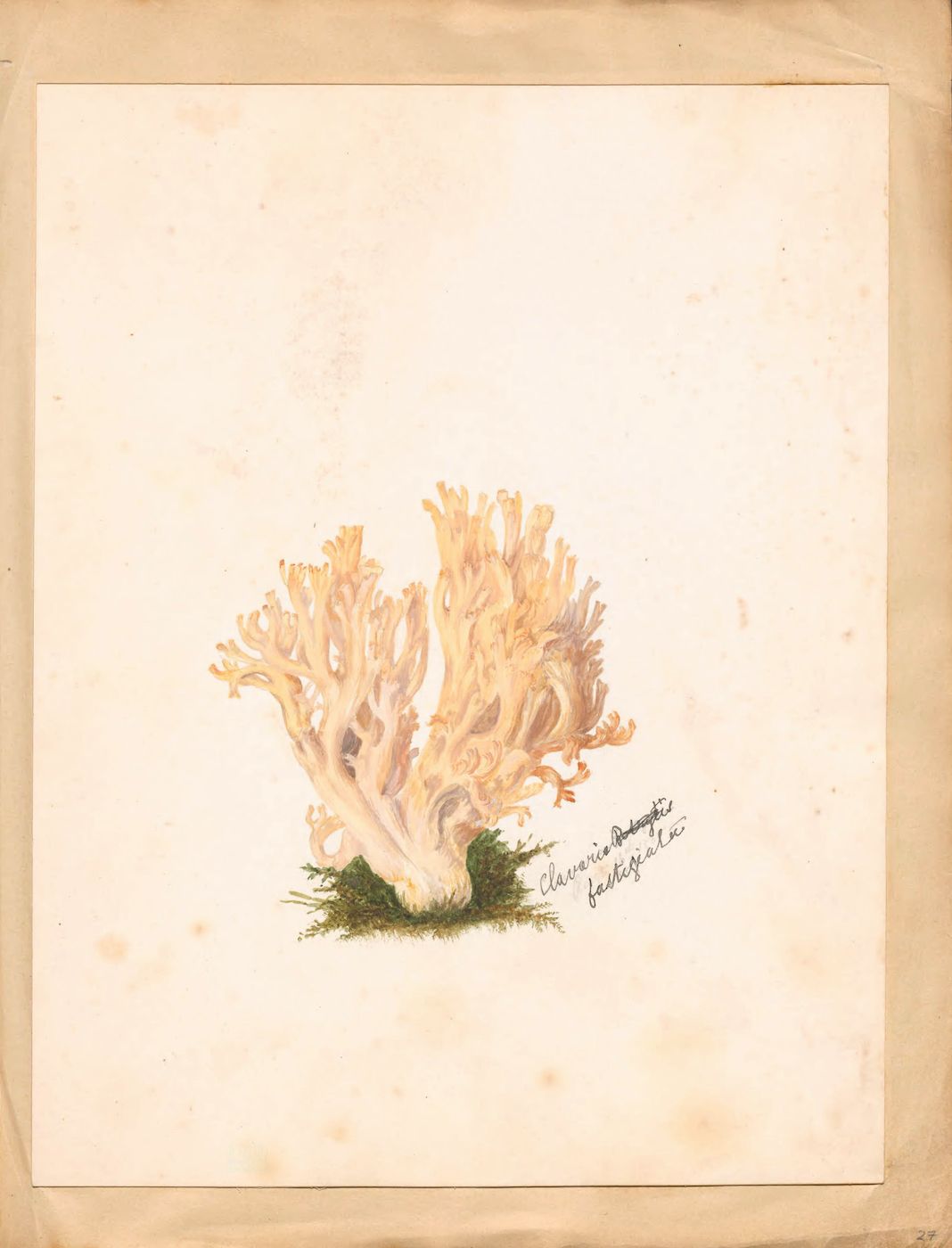 A vintage botanical illustration of a coral fungus, *Clavaria botrytis fastigiata*, growing from a bed of moss.