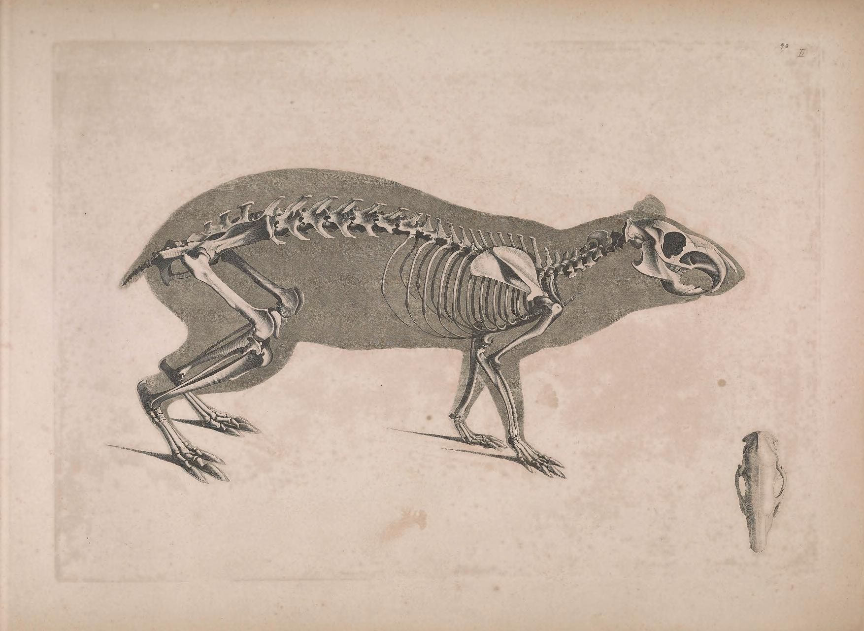Vintage illustration of a capybara skeleton with a separate illustration of its skull.