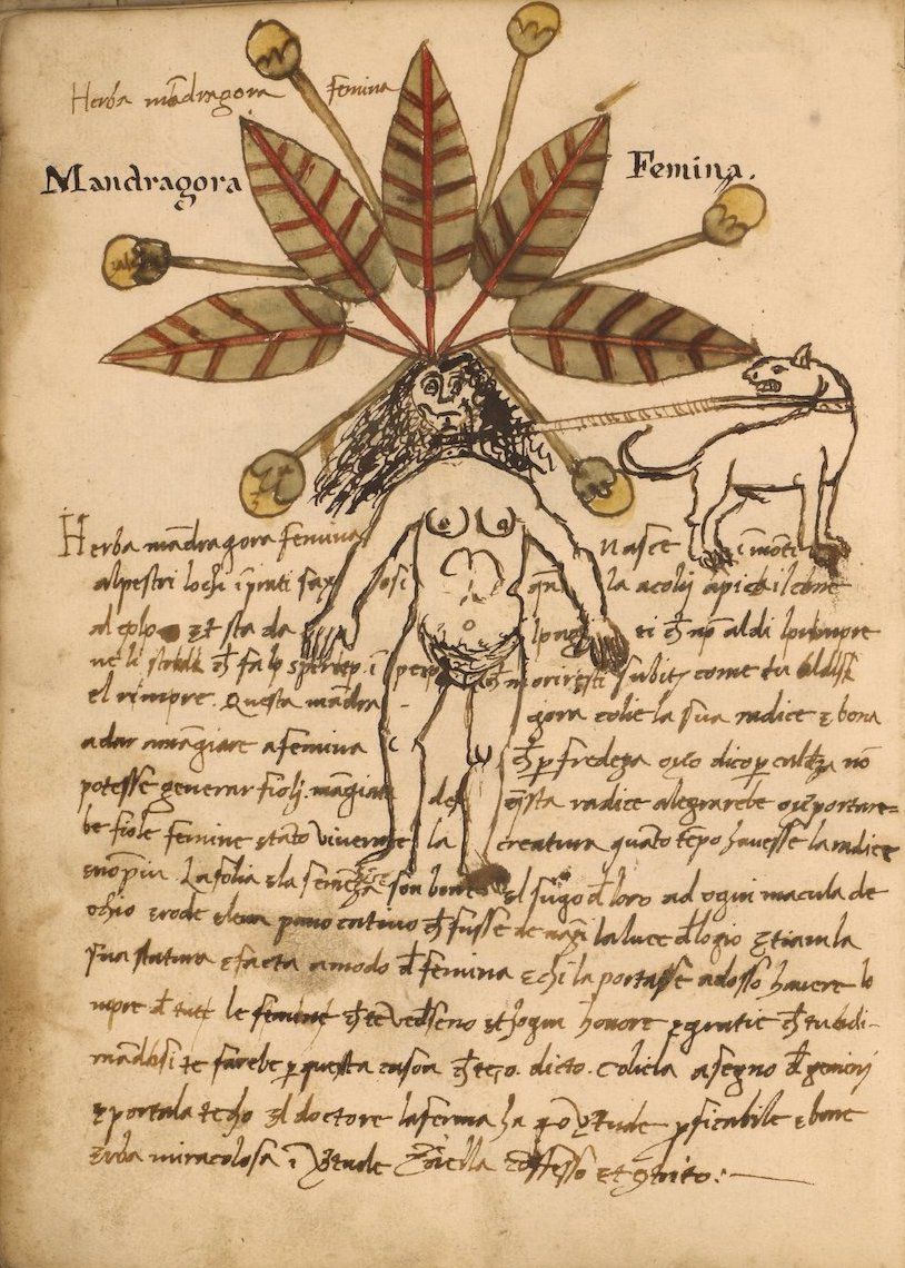 A detailed, hand-drawn illustration of a mandrake plant with a humanoid root, accompanied by text and a depiction of an animal.