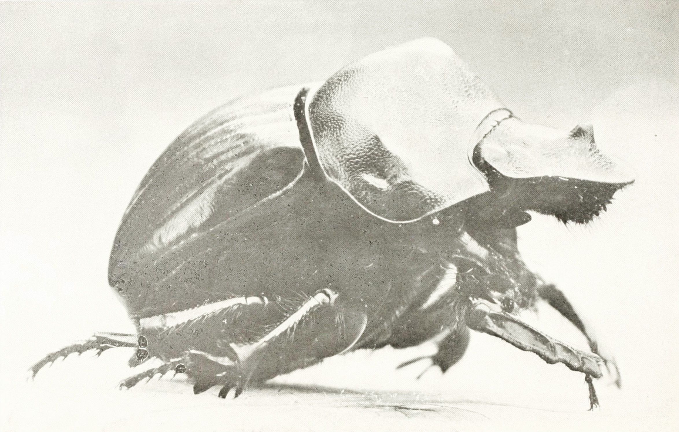 A vintage black and white photograph of a rhinoceros beetle.