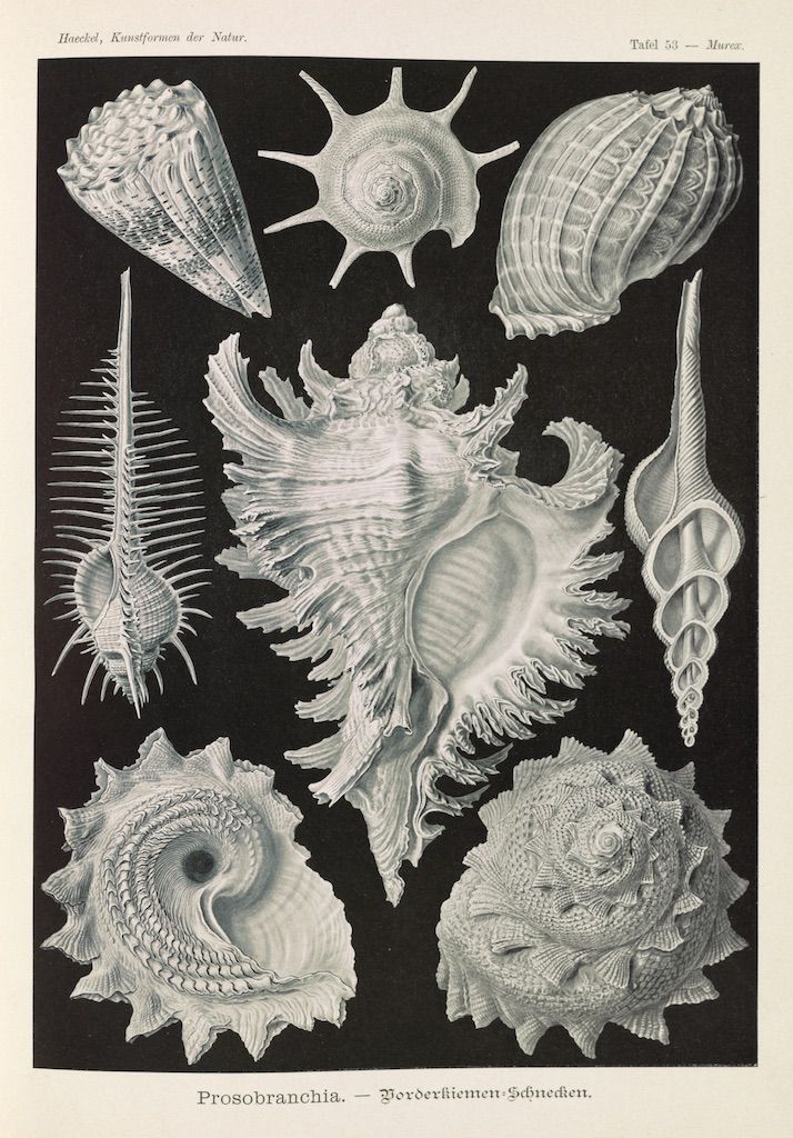 Vintage scientific illustration of various sea snails and shells in a detailed, monochromatic style.