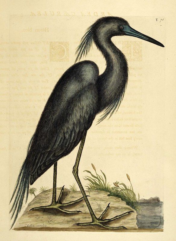 Vintage illustration of a black heron standing on a patch of ground with sparse vegetation.