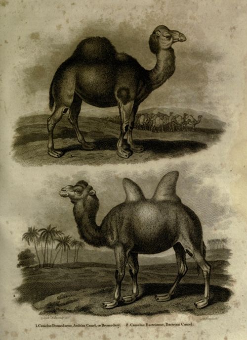 Vintage illustration of two types of camels: a single-humped Arabian camel (Dromedary) and a two-humped Bactrian camel, both in desert landscapes.