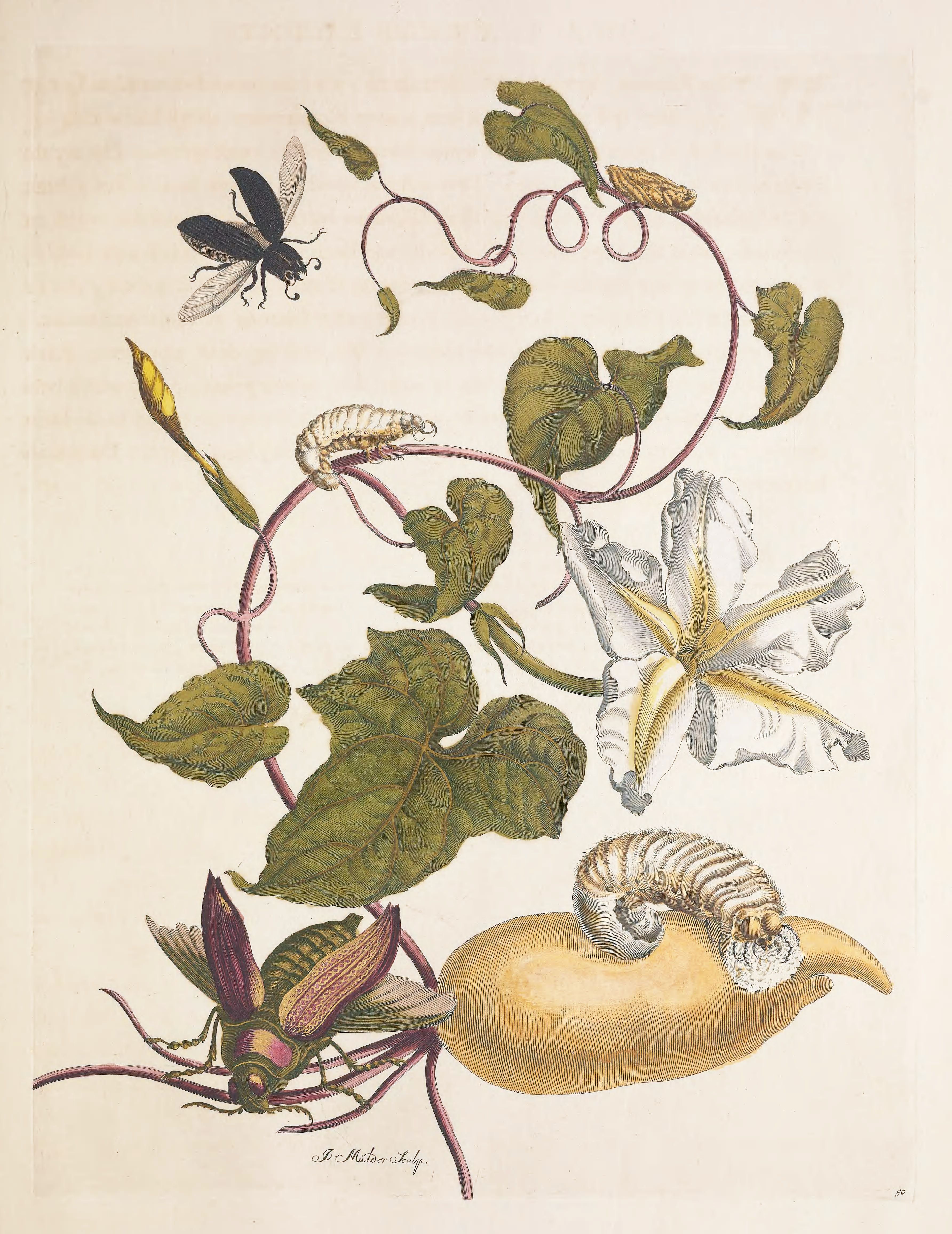 Detailed botanical illustration of a vine with heart-shaped leaves, white flowers, and various insects including a beetle and caterpillars.