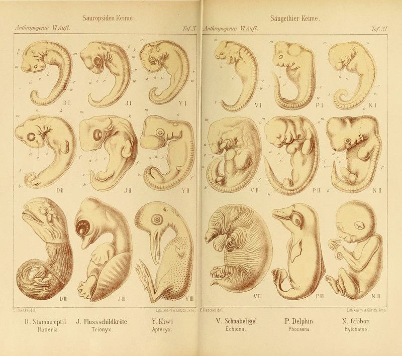 Vintage scientific illustration of reptile and mammal embryonic development, arranged as a plate with labeled diagrams.