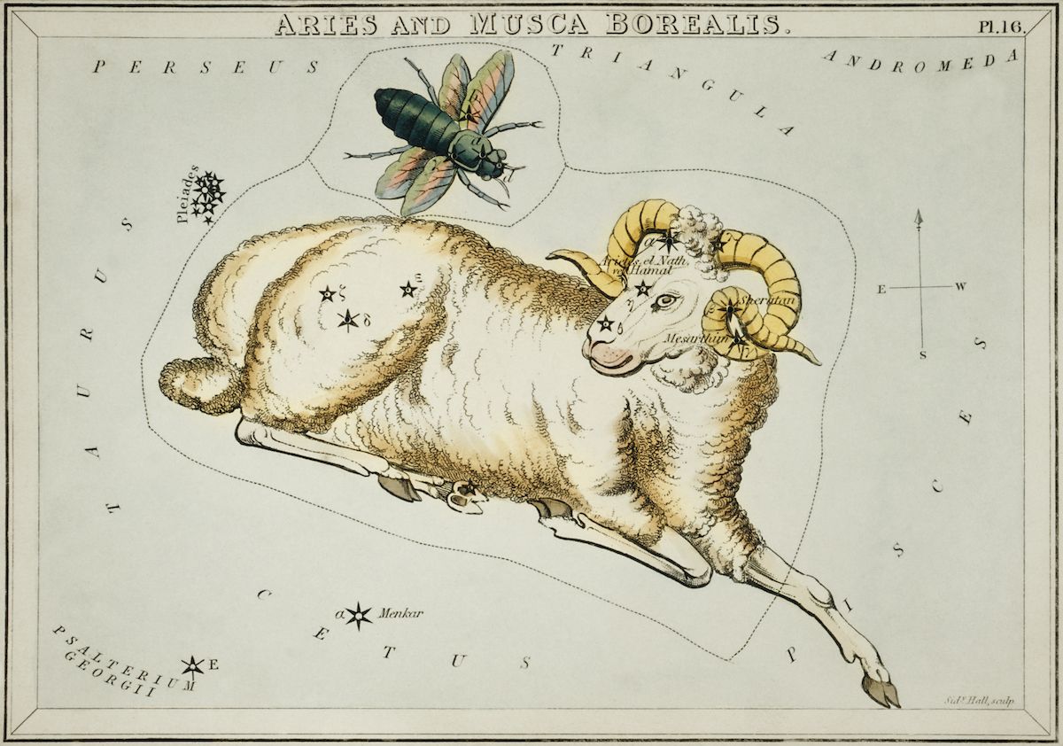 Vintage astronomical illustration of Aries and Musca Borealis, featuring a detailed ram and fly amidst stars and constellations.