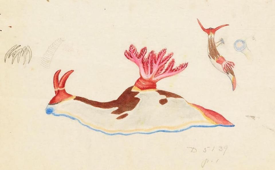A vintage hand-drawn illustration of a sea slug with a feathery red plume on its back.