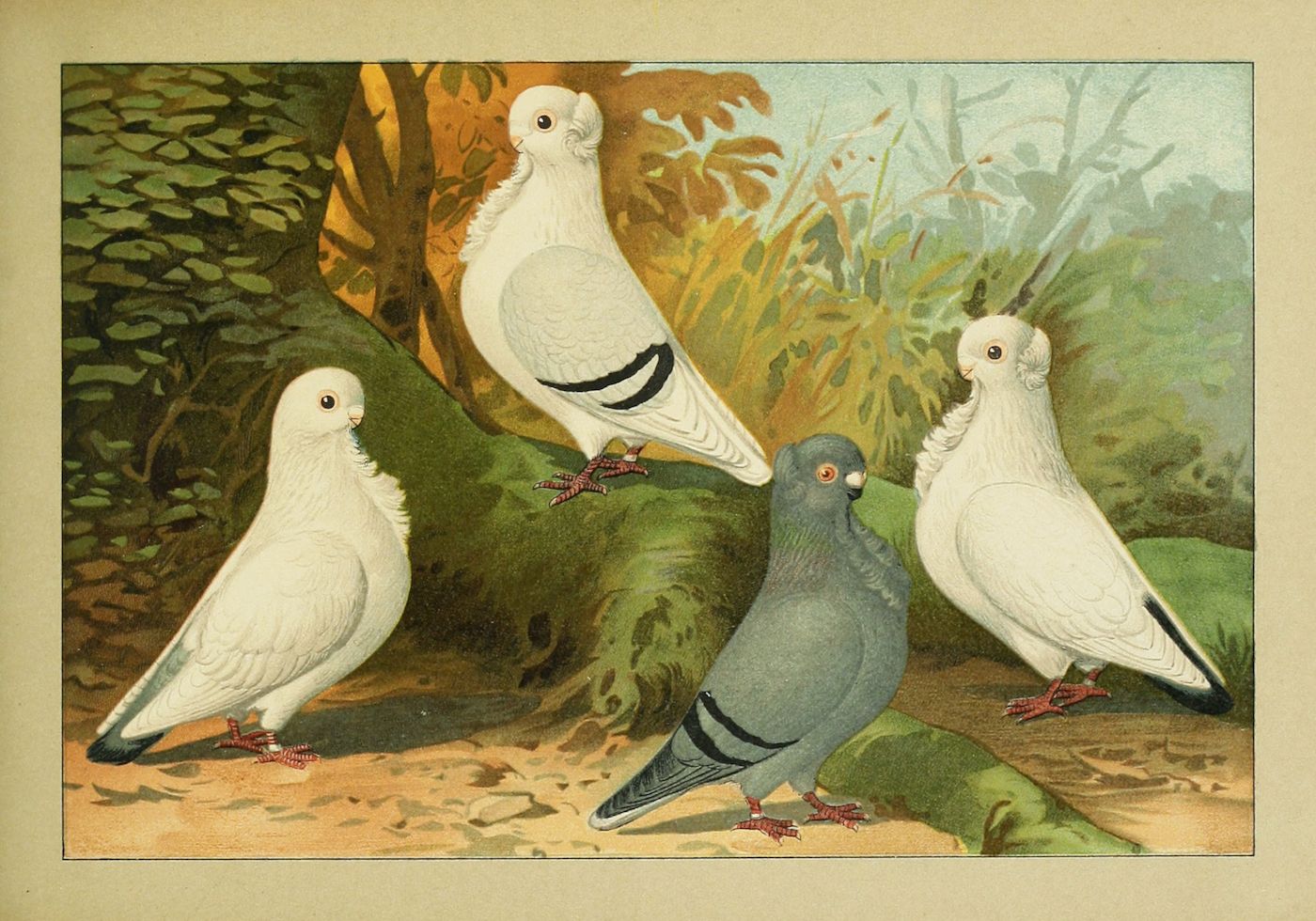 Vintage illustration of four pigeons, three white with crests and one gray-blue, standing on the ground with foliage in the background.