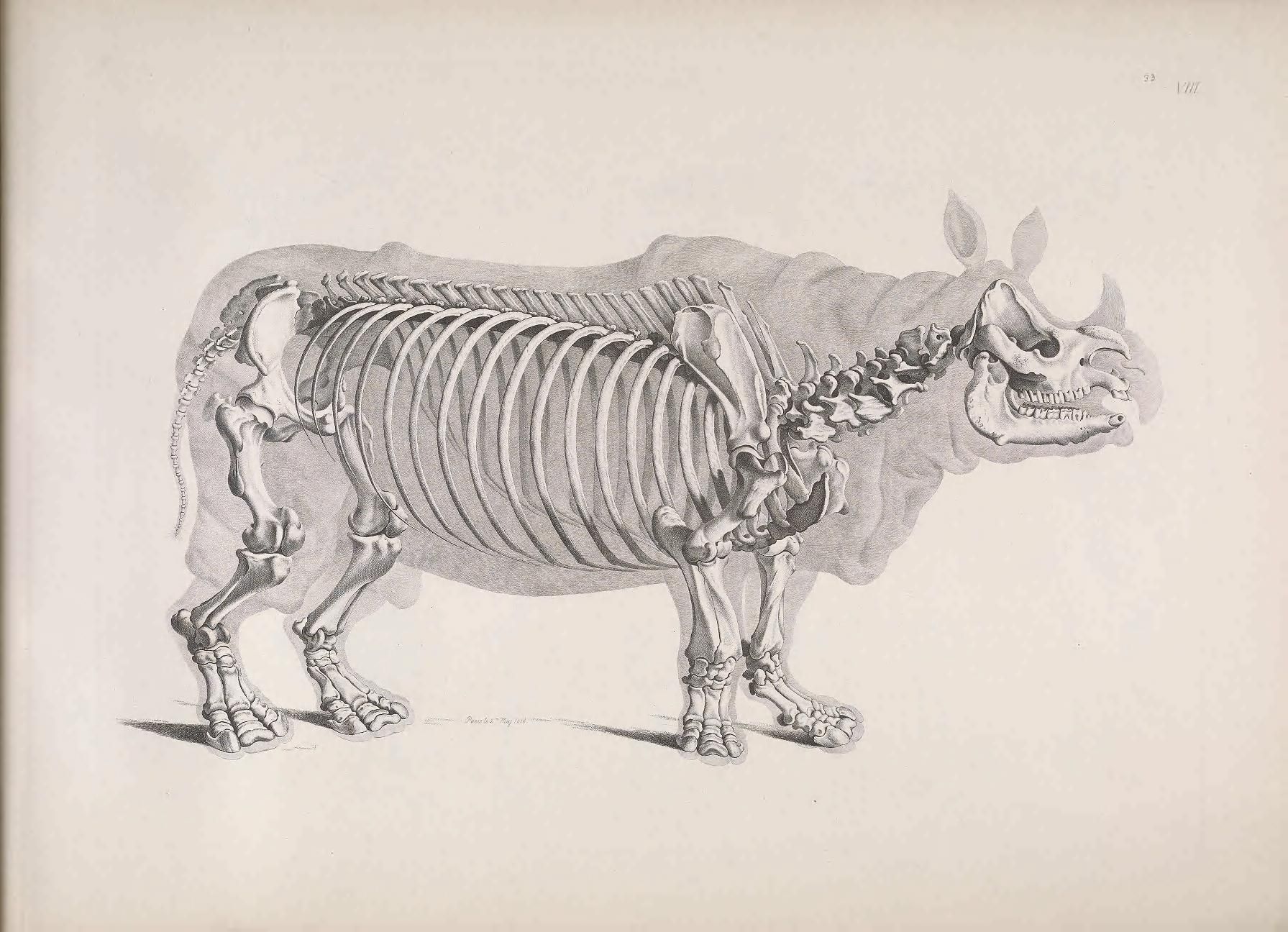 Detailed anatomical illustration of a rhinoceros skeleton with faint musculature outlined in gray.