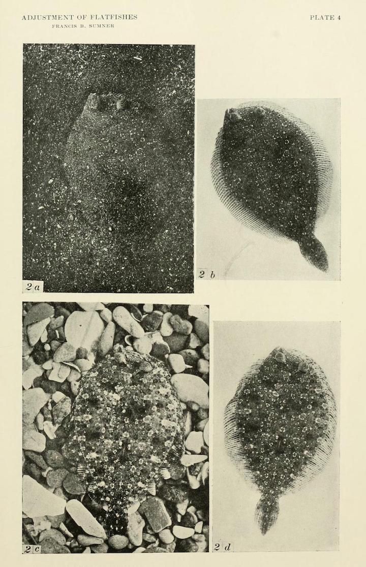 Four black and white images showing flatfish camouflaged against different seabed textures. 2a and 2b show a flatfish on a dark, grainy seabed. 2c shows a seabed covered in pebbles and shells. 2d shows another flatfish on a mixed sand and pebble seabed.