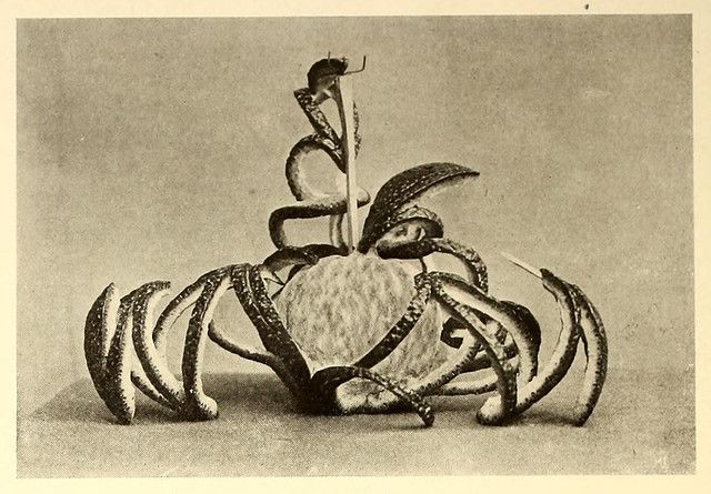 A black and white photograph of an apple with snakes wrapped around it.