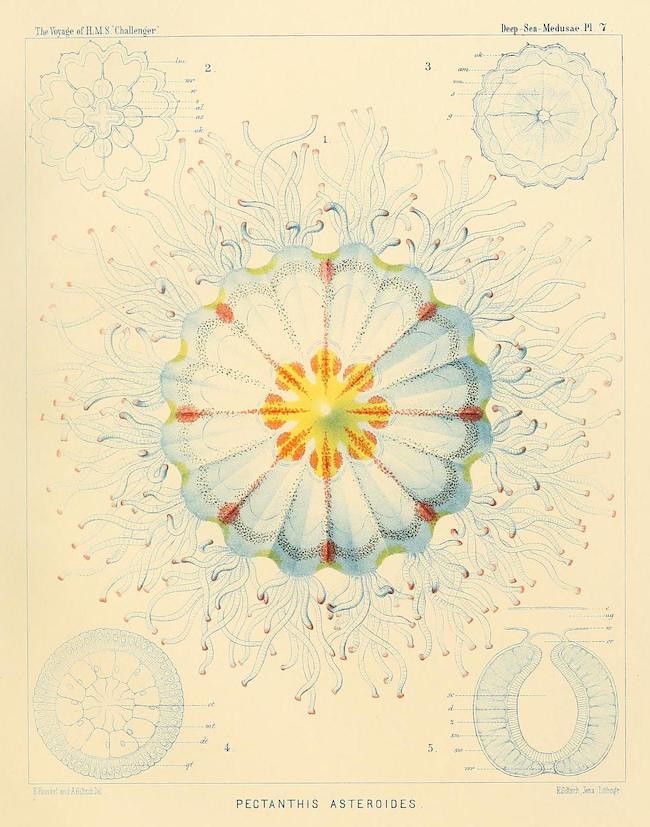 Vintage scientific illustration of a jellyfish, Pectanthia asteroides, from The Voyage of H.M.S. Challenger.