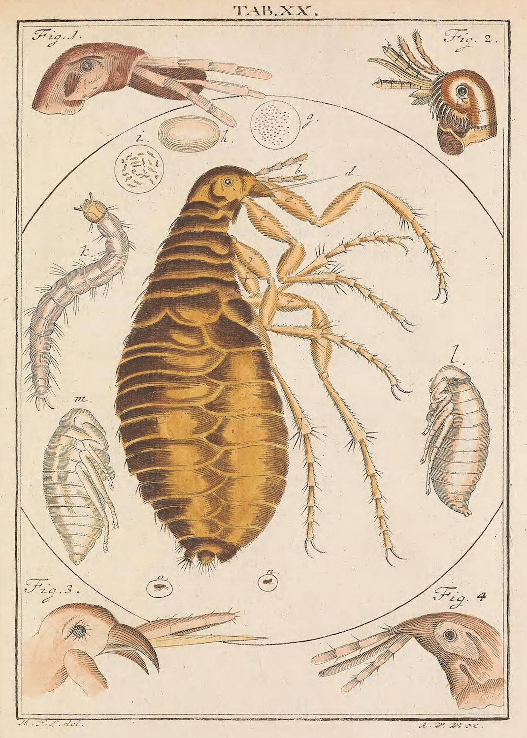 A detailed scientific illustration of a flea, with labeled anatomical features and close-up views of its body parts.