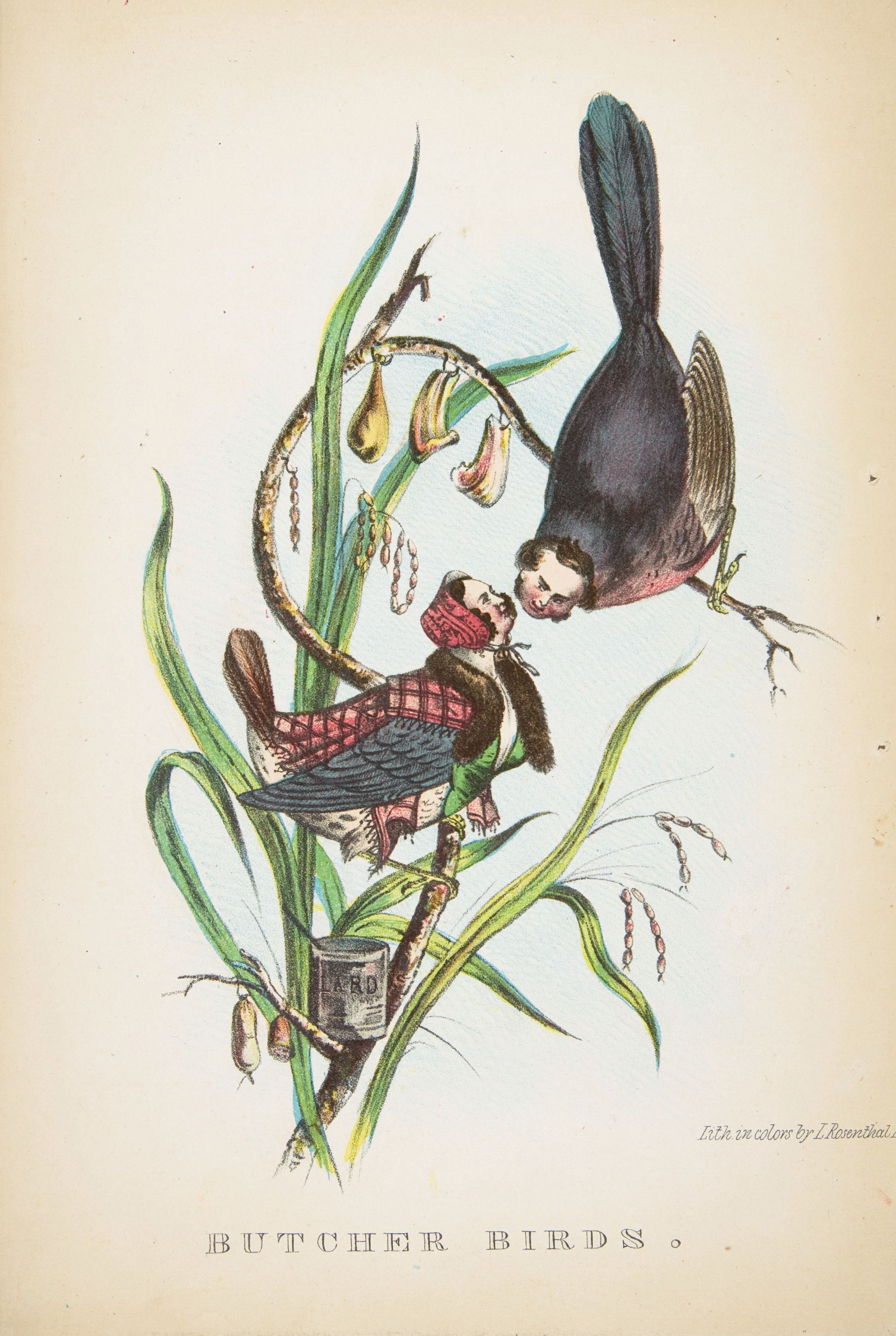 Vintage illustration of two birds, one black and one plaid, perched on a plant with a label reading 'lard'. The words 'BUTCHER BIRDS' are printed below.