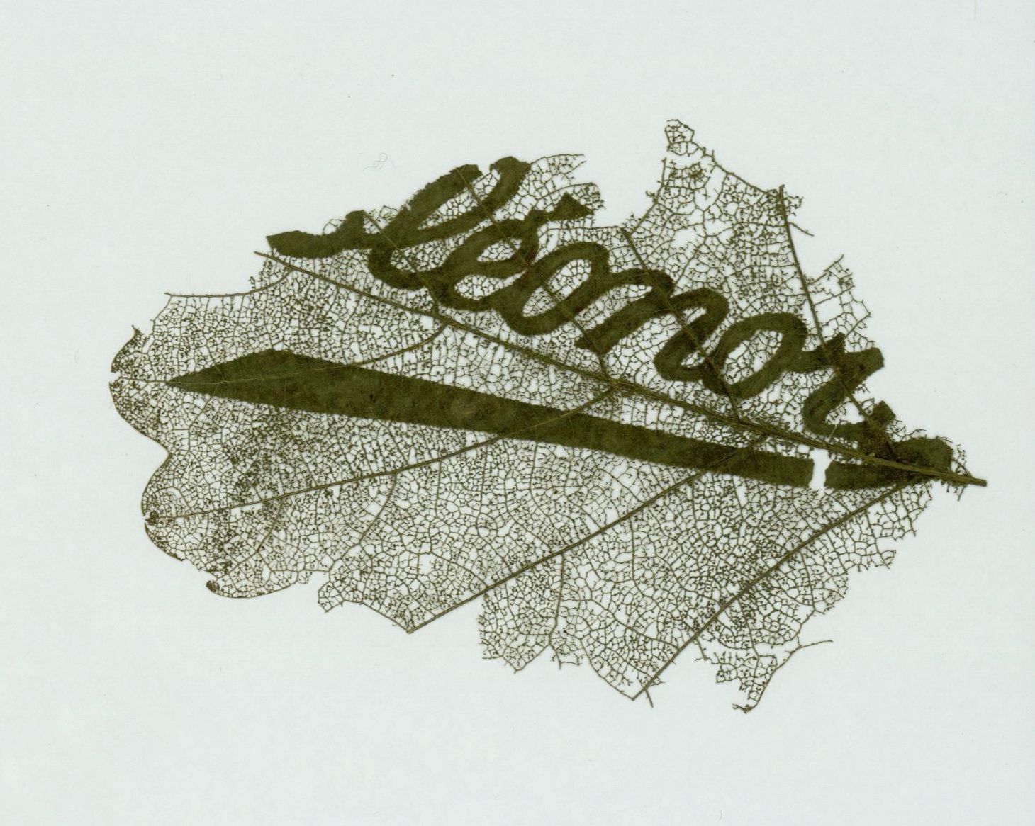 A detailed skeletal leaf with the word 'Demost' written across it against a pale green background.