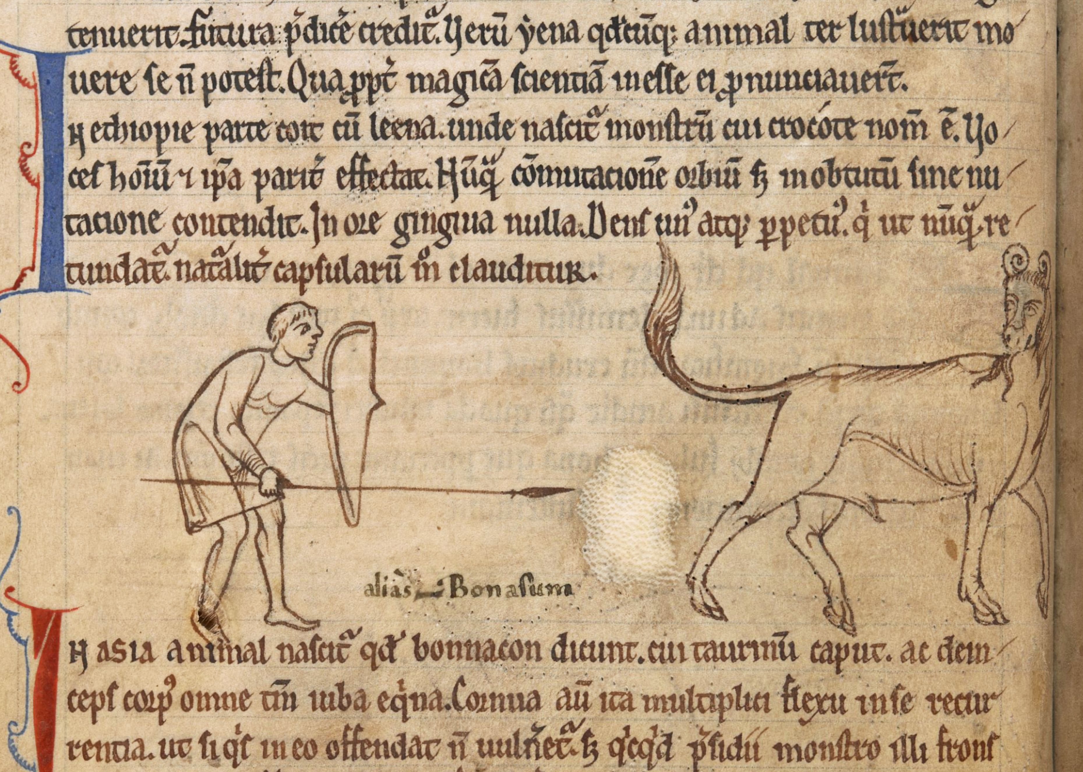 Medieval illustration of a man interacting with a bull or ox.