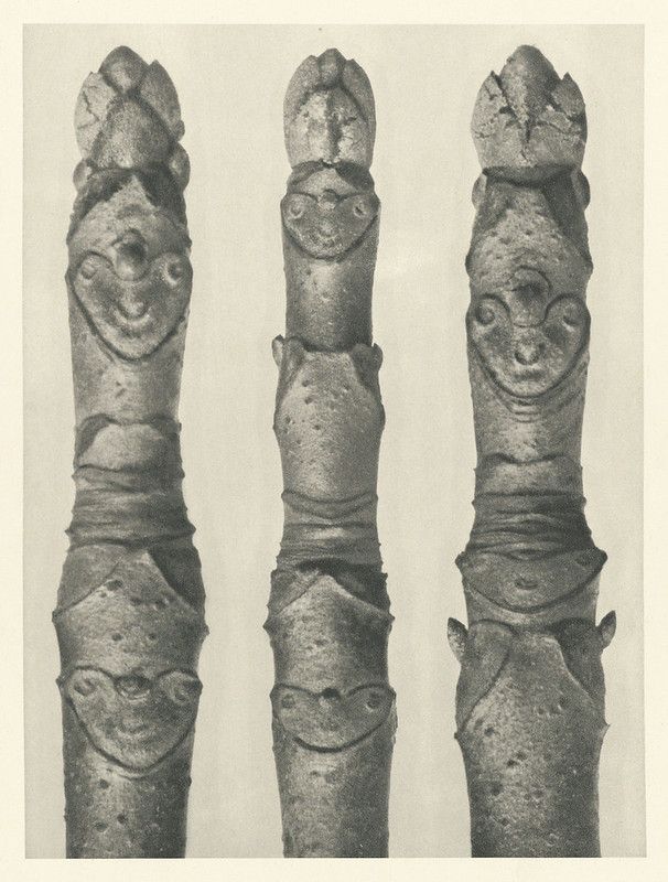 Three vertical tree branches with textured bark and budding areas, presented in a vintage monochrome photograph.