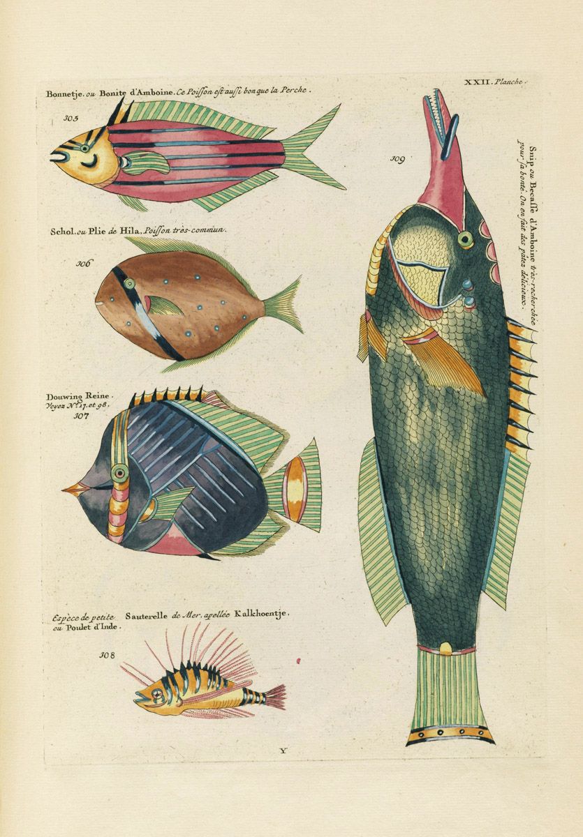 A vintage illustration of five different fish species, labeled in French and another language, on an aged page.