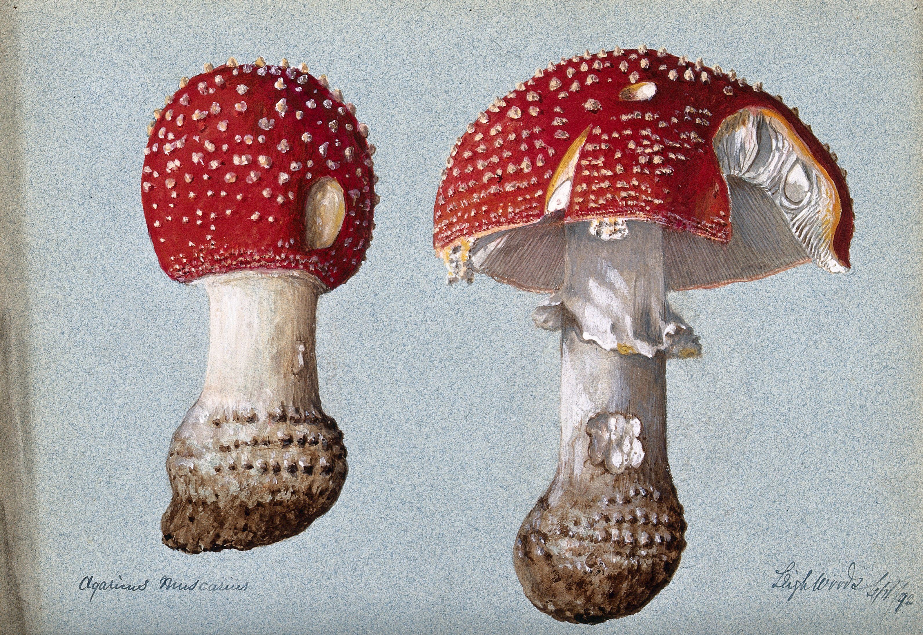 Vintage botanical illustration of two fly agaric mushrooms (Amanita muscaria) with detailed depictions of their caps, stems, gills, and volvas.