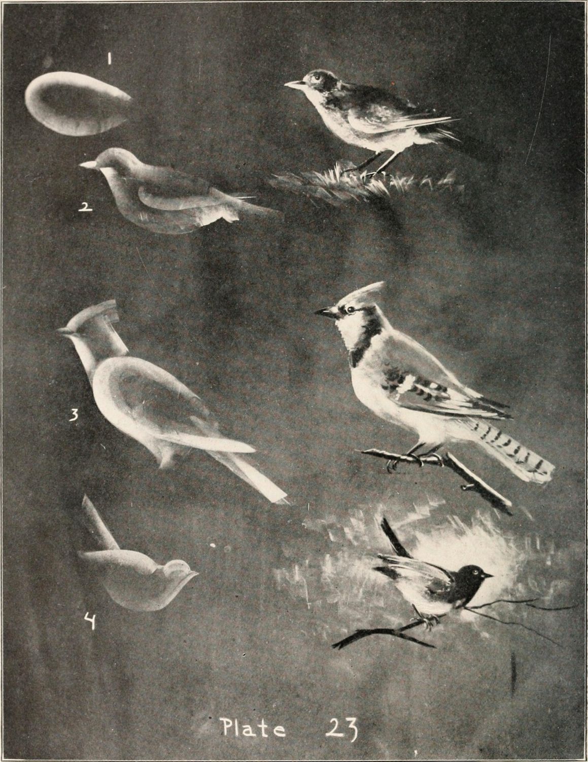 Vintage black and white illustration of bird development stages and a mature bird on a branch.