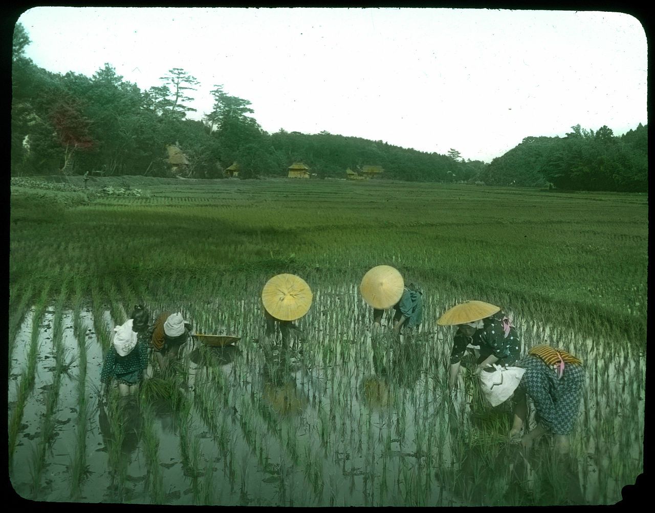 A vintage photograph of a rice paddy field with several people wearing conical hats working among the rows of young rice plants. The background features a lush, hilly landscape with traditional buildings.