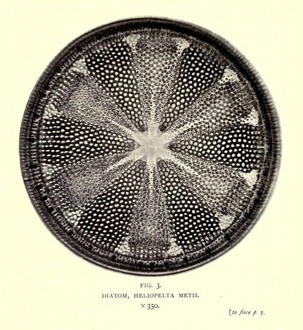 A detailed black and white illustration of a diatom, *Heliopelta metii*, showing its radial, honeycomb-like structure. The magnification is x350.