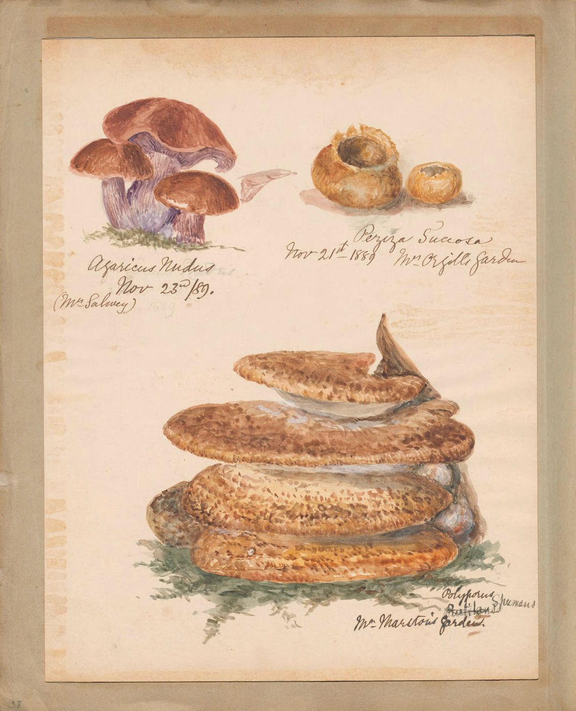 Watercolor painting of three different types of fungi with handwritten notes.