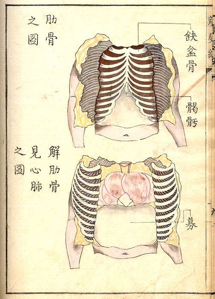 Vintage anatomical illustration of the human rib cage, heart, and lungs with Japanese text.