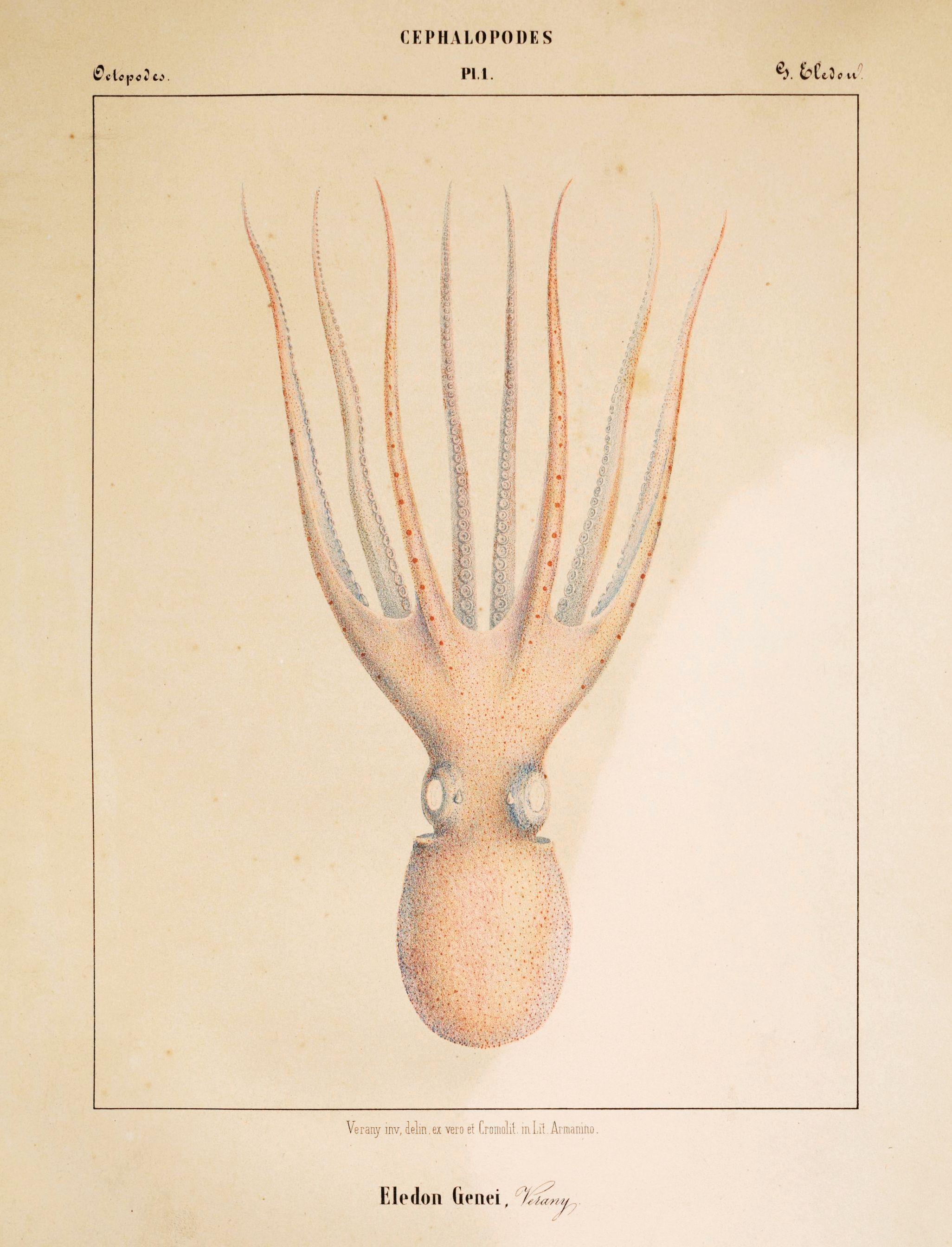 Vintage scientific illustration of a cephalopod with numerous tentacles and suckers, labeled "Eledon Genei. Autony."