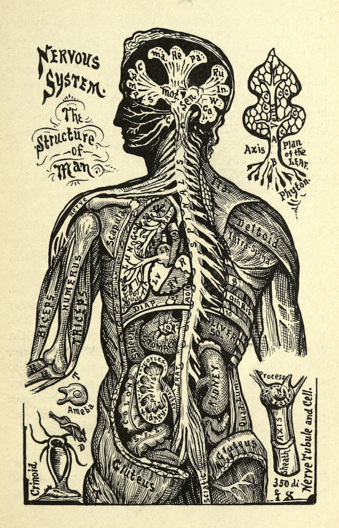 Vintage anatomical illustration of the human nervous system, showing the brain, spinal cord, nerves, and internal organs.