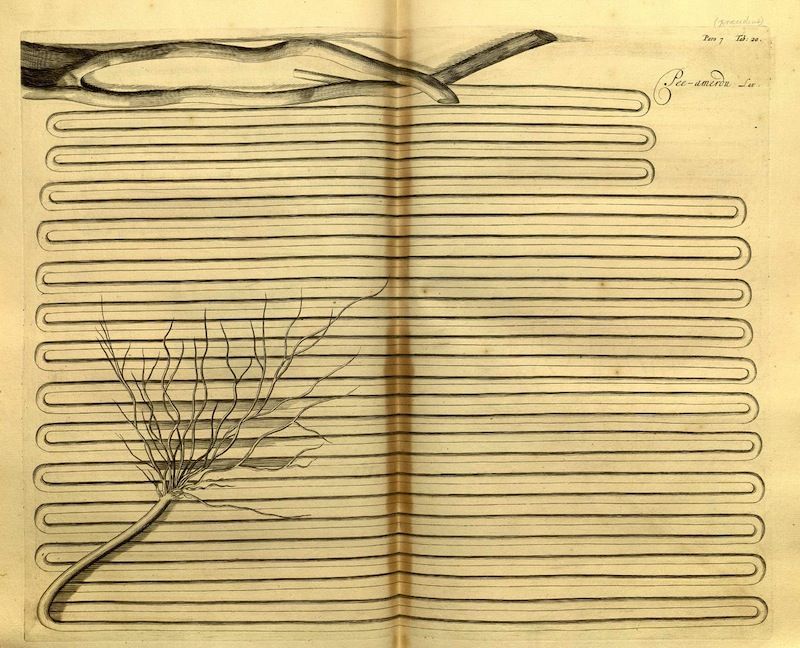 Vintage botanical illustration of a plant with detailed roots, drawn in black ink on aged paper, with a hand holding a drawing tool above it and wavy lines in the background.