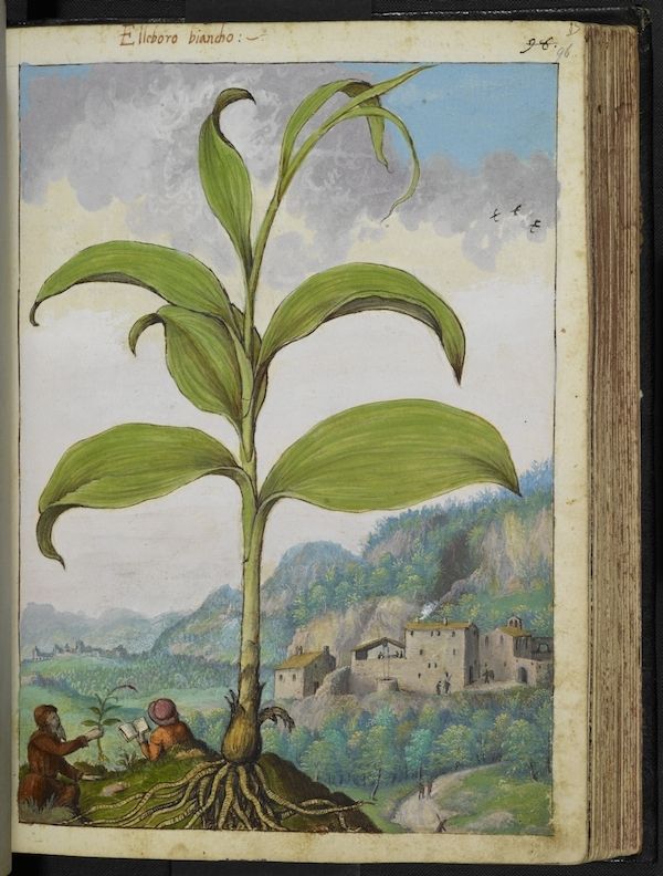 A detailed botanical illustration of a white hellebore plant with a town and mountains in the background.