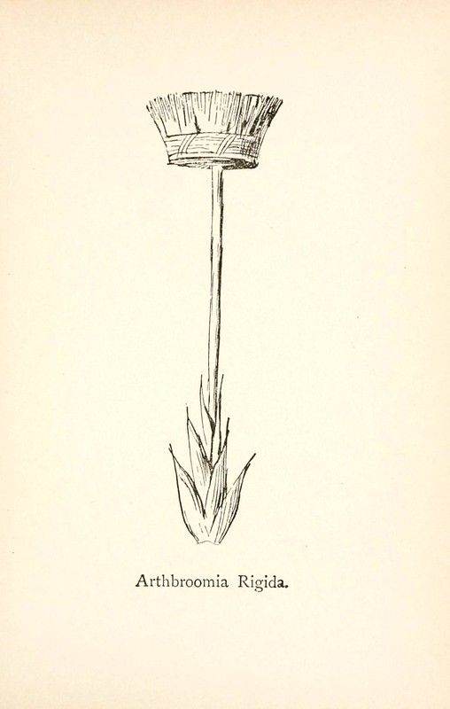 Vintage botanical illustration of Arthrbroomia Rigida plant with a brush-like flower head and long, narrow leaves.