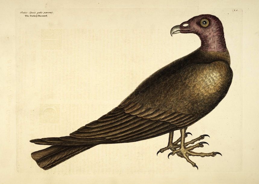 Vintage illustration of a turkey buzzard, side profile, dark brown feathers, sharp talons, pale yellow background.