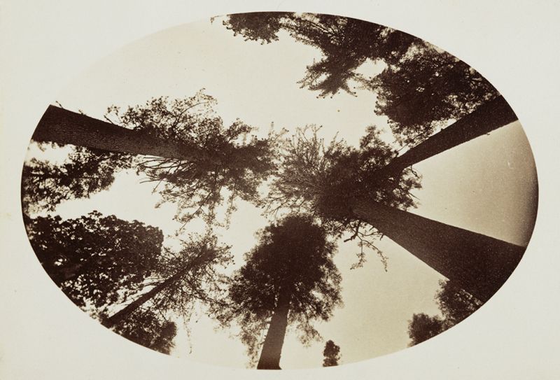 Vintage-style photograph of trees viewed from below, presented within a fragmented circular frame.