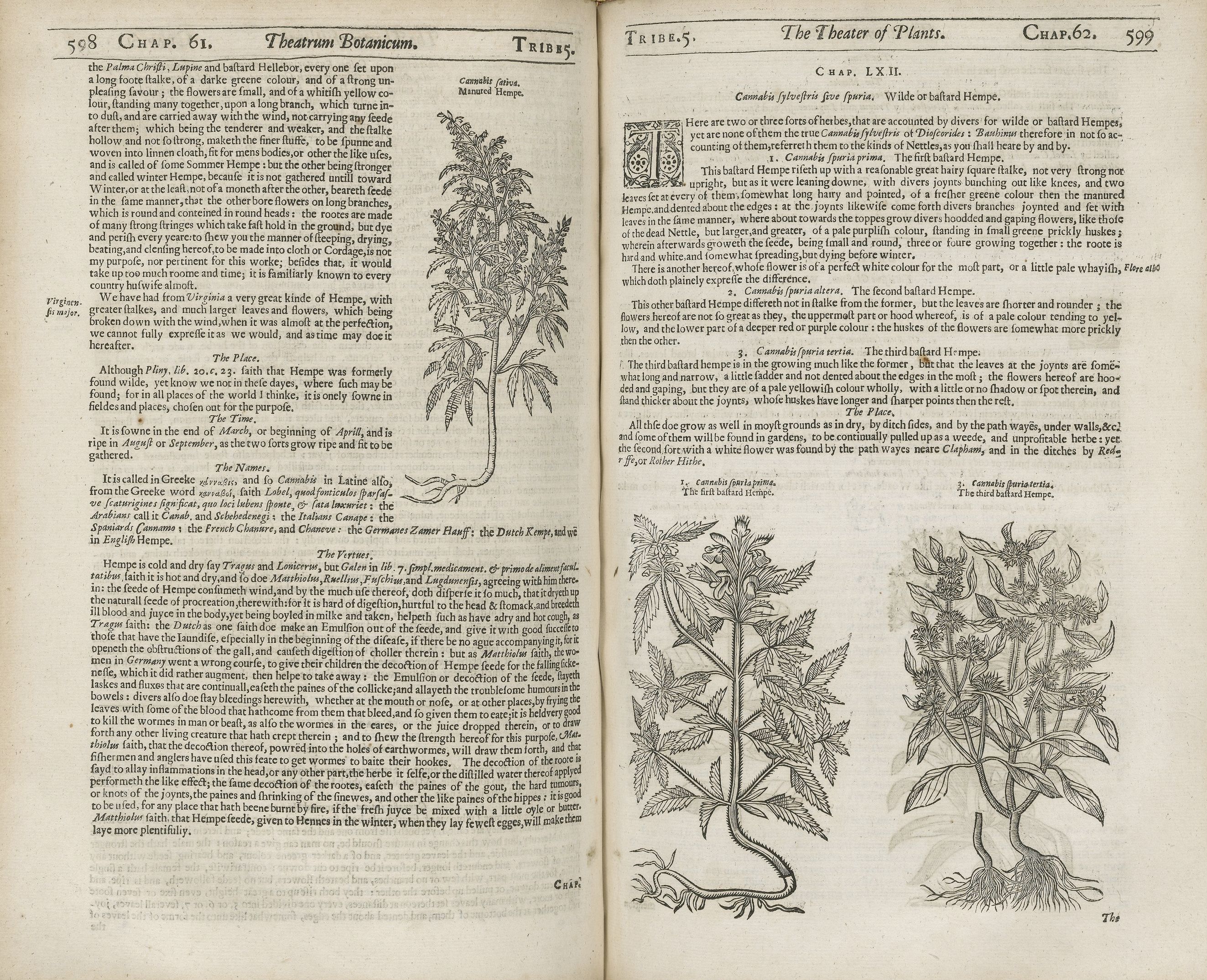 A scan of a page from a historical botanical text, featuring a detailed woodcut illustration of a plant and dense text in an old-style font.