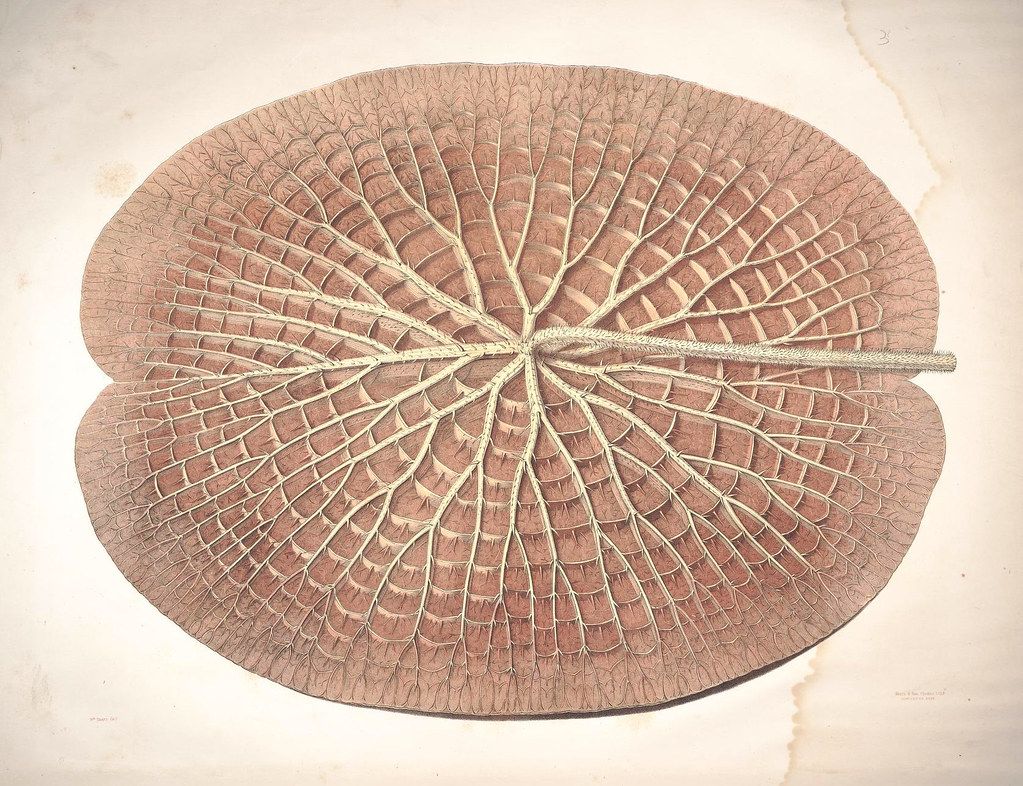 A detailed botanical illustration of a large, circular water lily leaf with intricate veins radiating from the center.