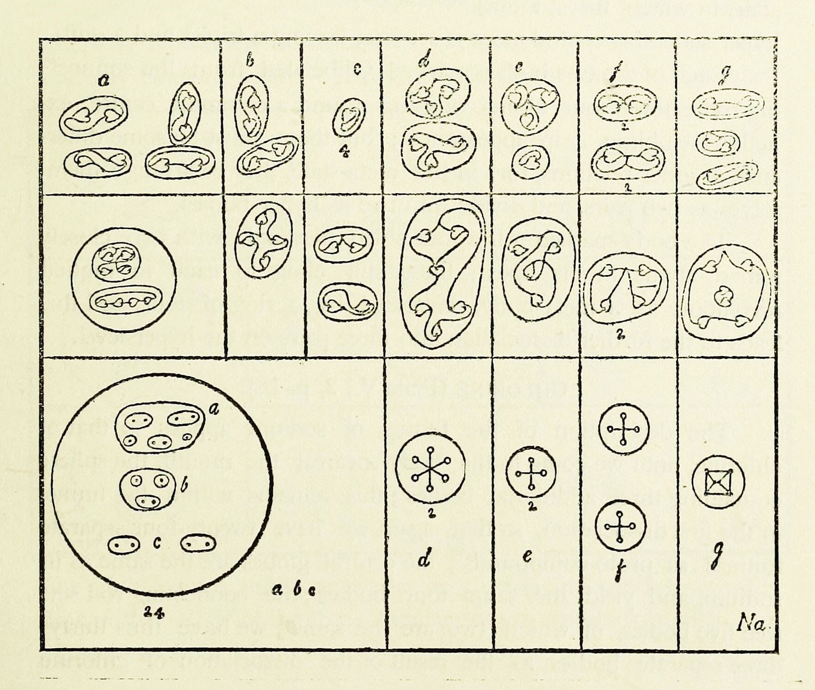 Vintage scientific illustration of cell division stages in a grid pattern with labeled cells and microscopic views.