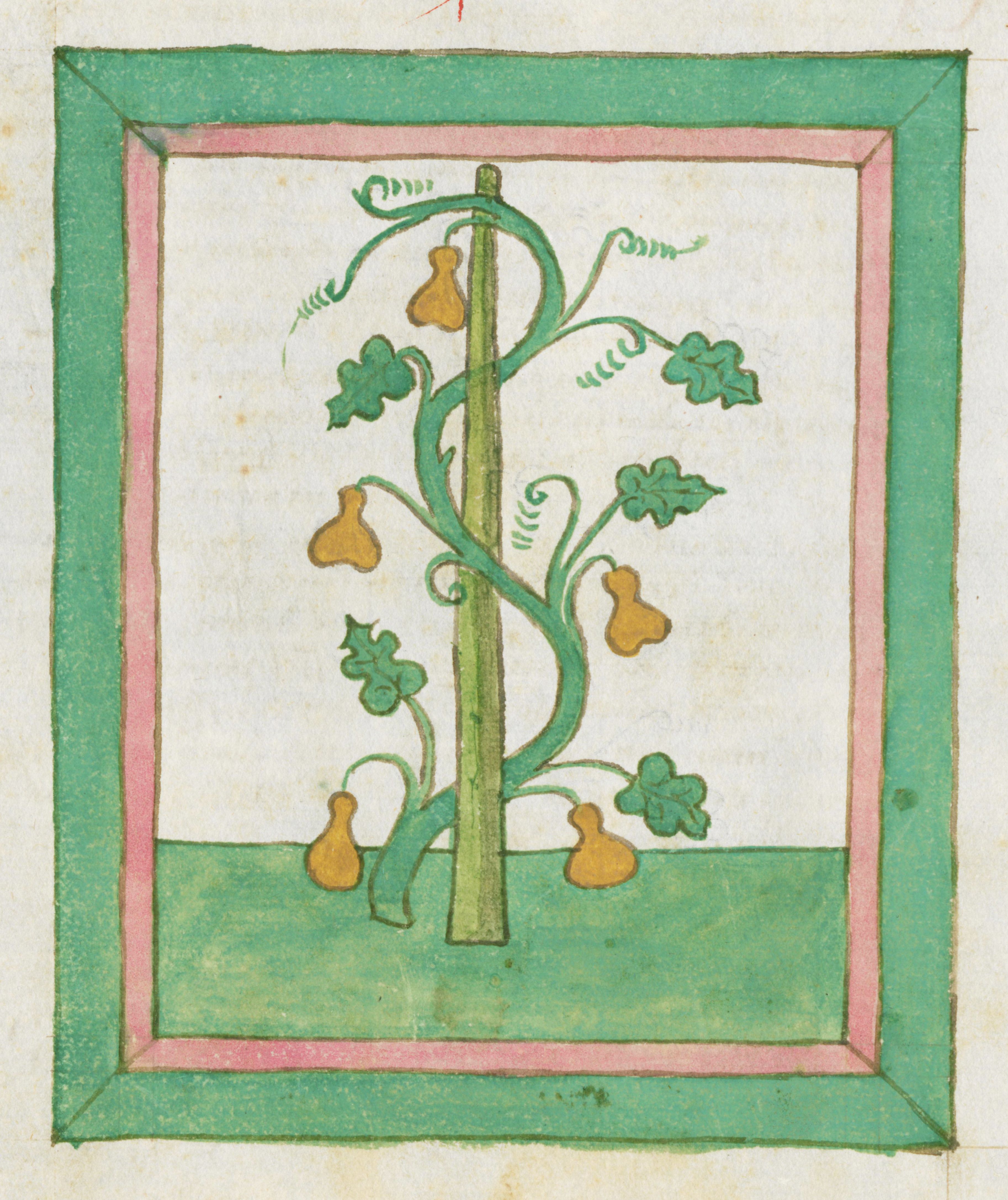 A medieval-style illustration of a pear tree with yellow fruit and green leaves, framed by a green, pink, and white border.