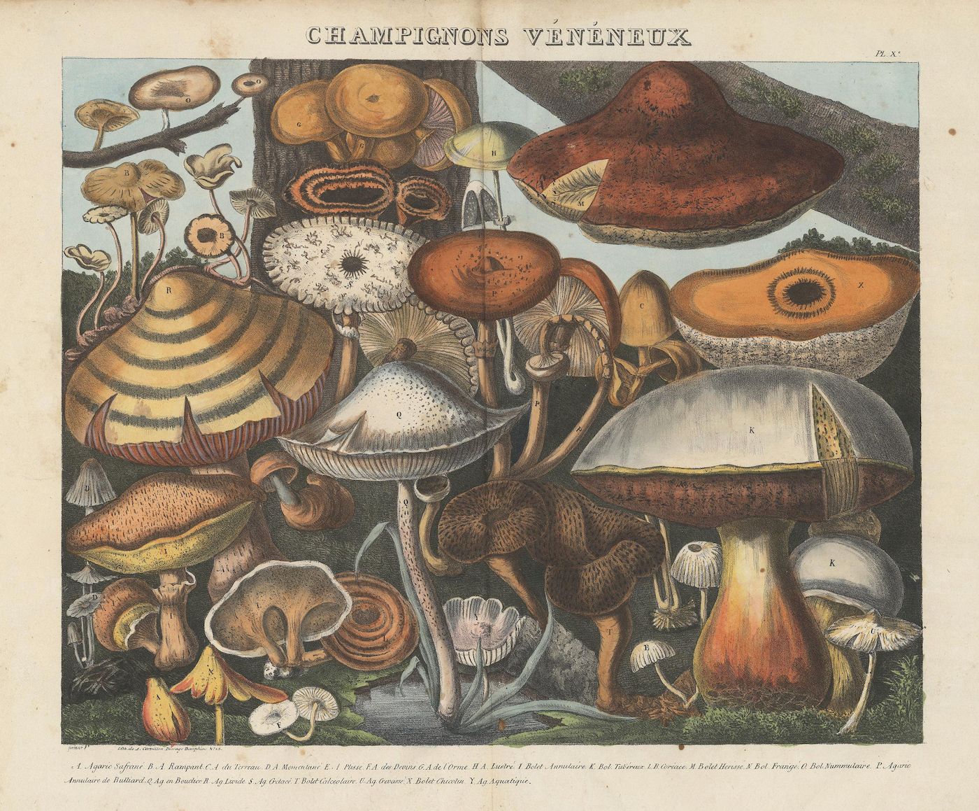 Vintage botanical illustration of poisonous mushrooms, titled "Champignons Vénéneux".