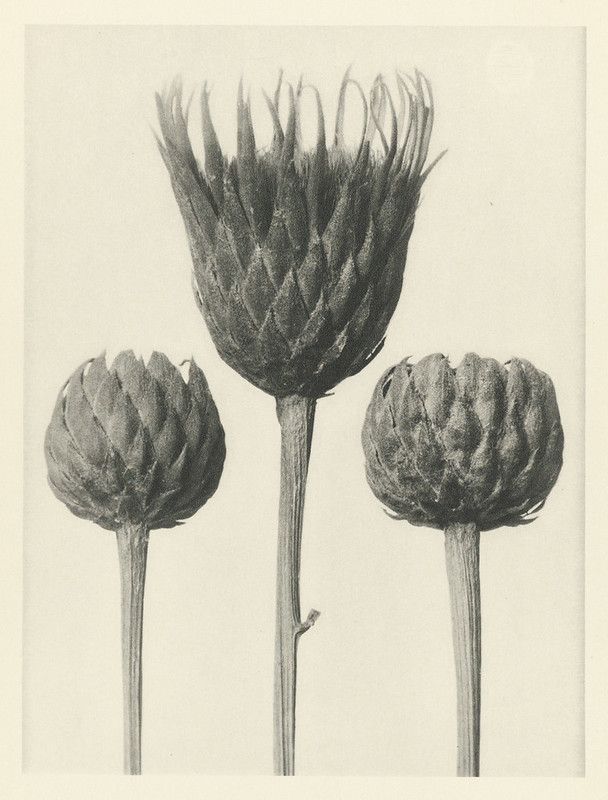 Vintage botanical illustration of three artichokes at different stages of development.