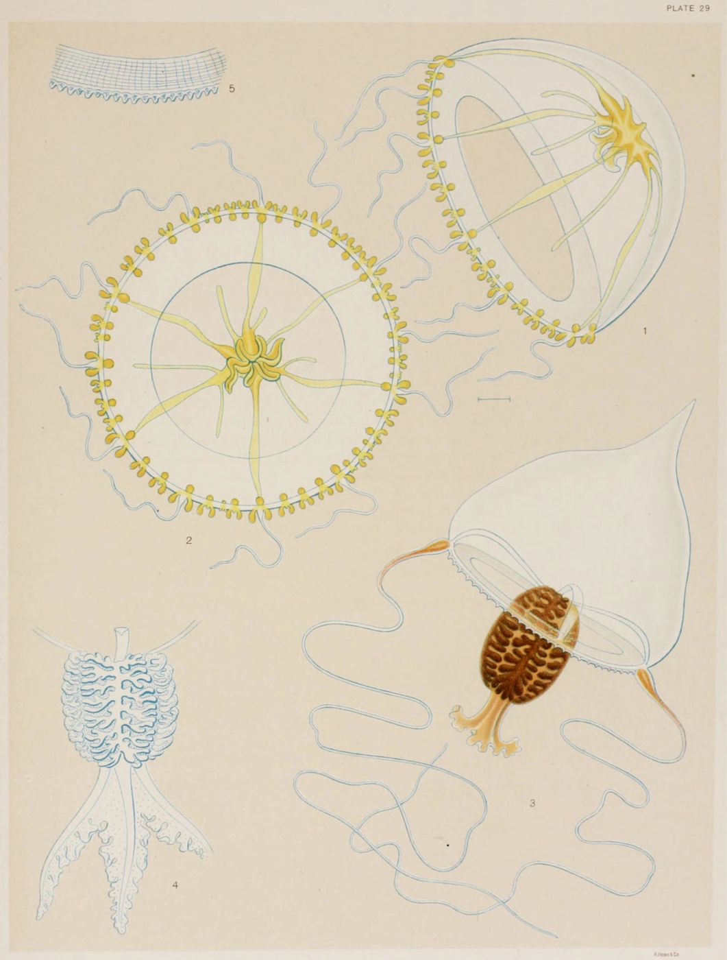 A vintage scientific illustration of various jellyfish and marine creatures, labeled 'Plate 29'.