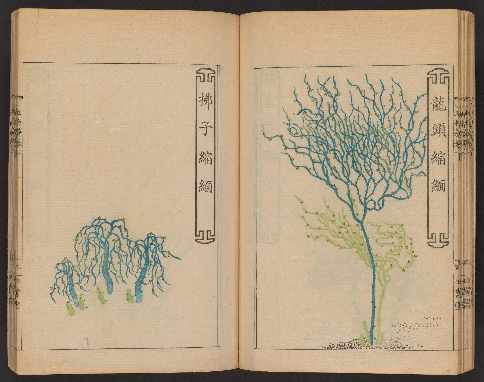 Open book with two pages, each featuring a detailed botanical illustration of a tree with intricate, blue-green branches. Vertical columns of East Asian text are present on the right side of each page.