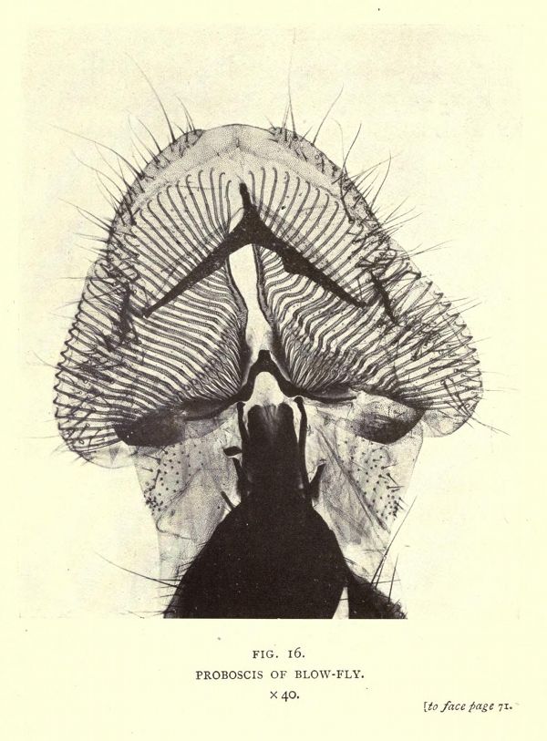 Detailed black and white illustration of a blow-fly's proboscis, labeled 'PROBOSCIS OF BLOW-FLY' with a magnification scale of 'x 40'.