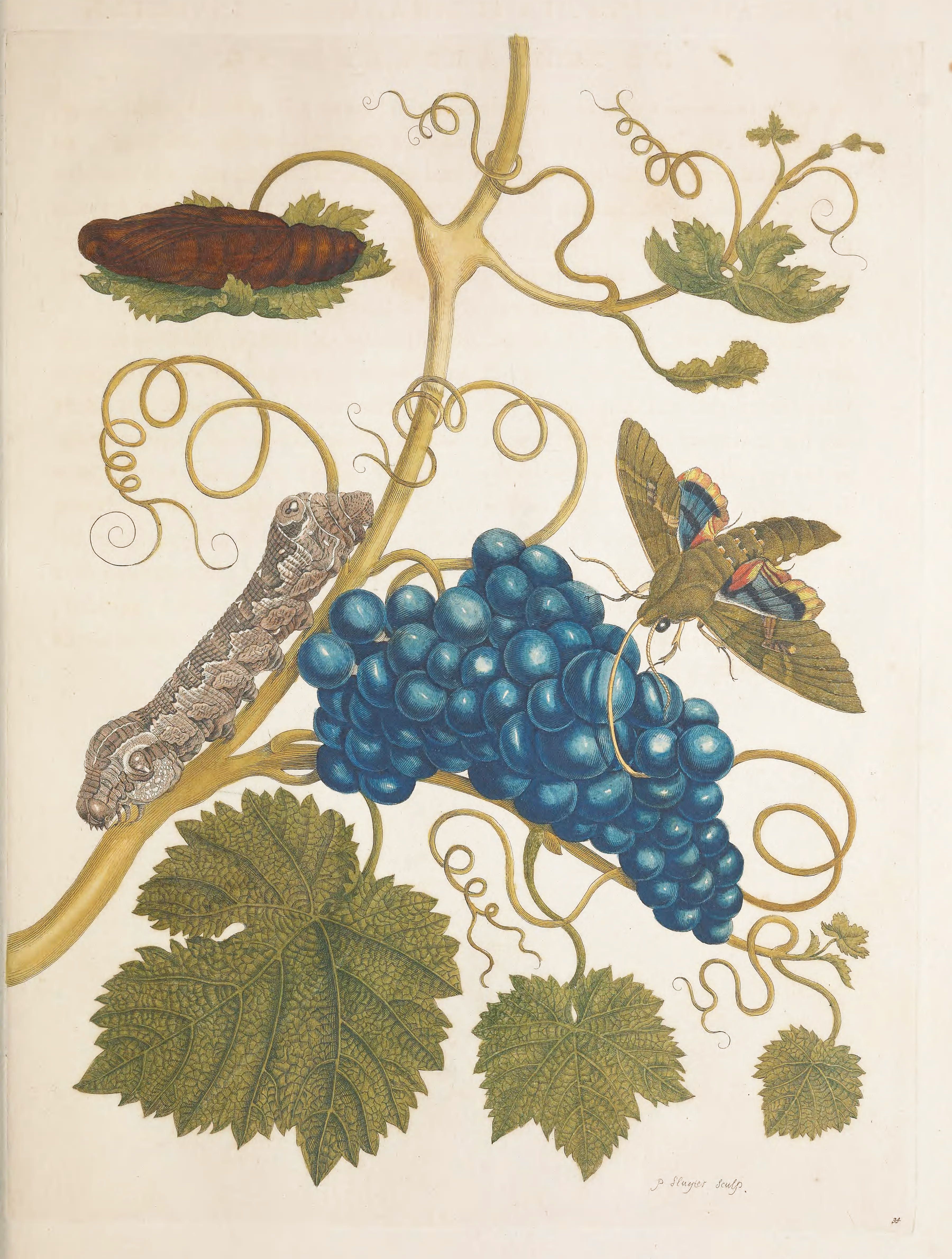 Vintage botanical illustration of a vine with blue grapes, a caterpillar, and a moth.
