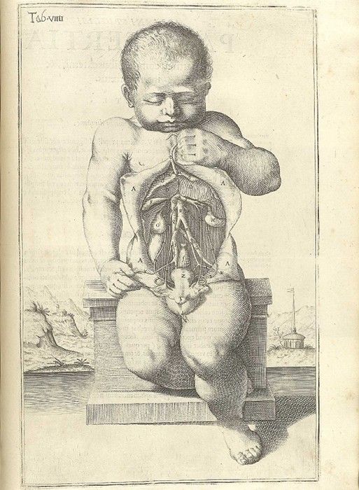 A detailed black and white engraving of a baby with its abdominal cavity open, revealing its internal organs.