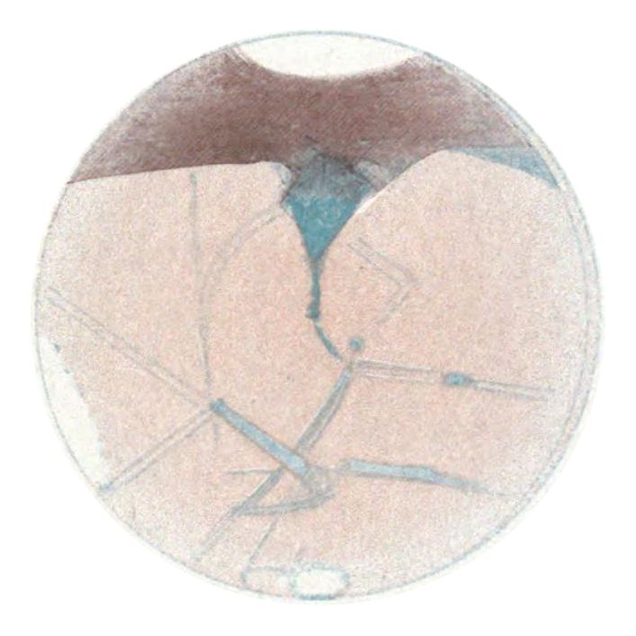 Microscopic view of a developing embryo, likely a frog, in a circular container.